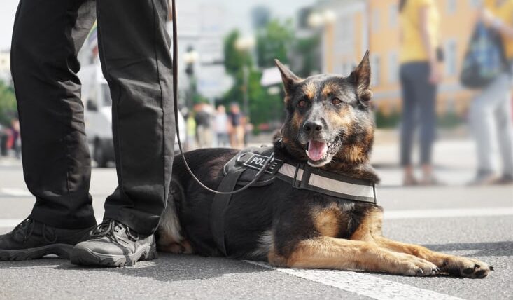 police K9