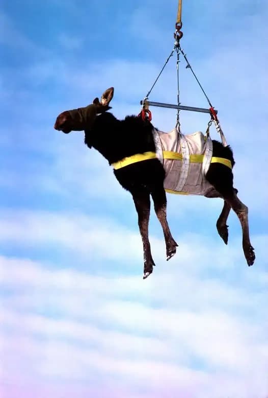 moose image 1