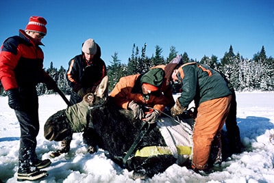 moose image 3